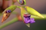 Thalia geniculata