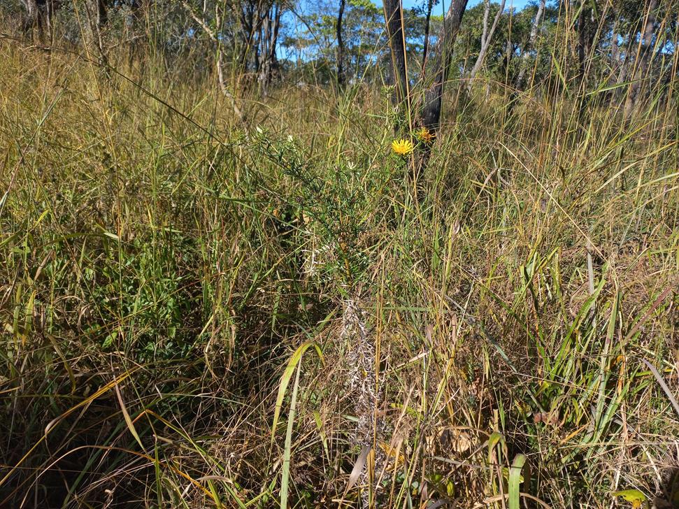 Berkheya carlinopsis subsp. sylvicola