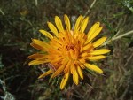 Berkheya carlinopsis subsp. sylvicola
