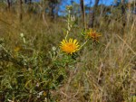 Berkheya carlinopsis subsp. sylvicola