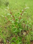 Fadogia fuchsioides