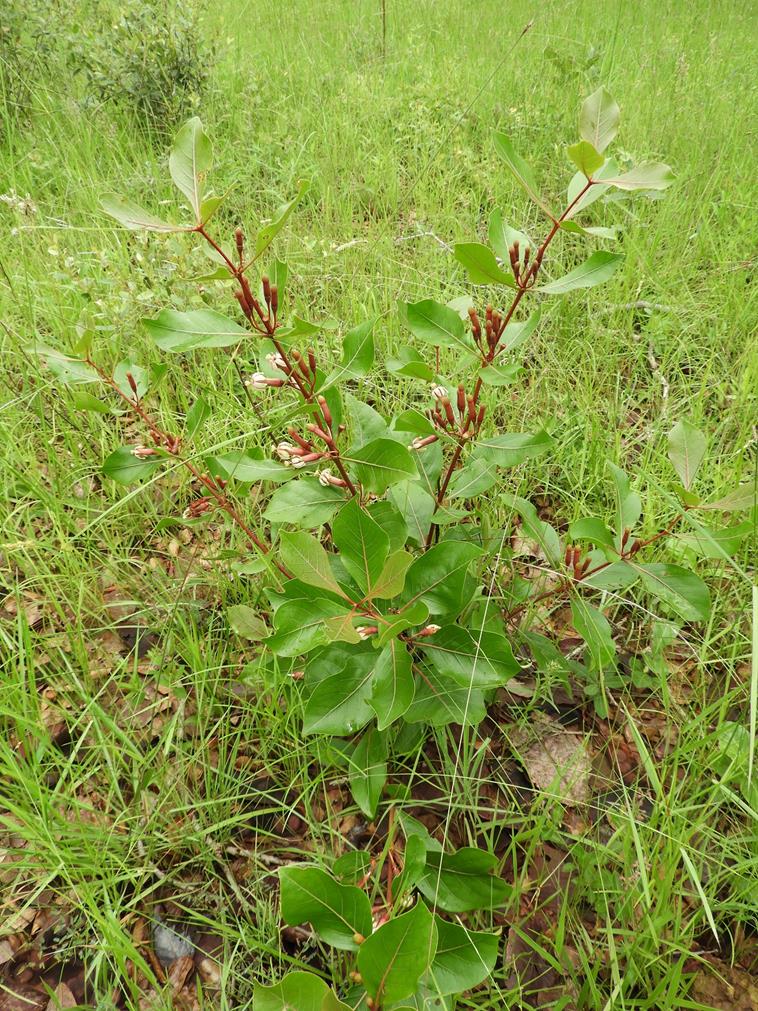 Fadogia fuchsioides Fadogia fuchsioides