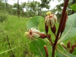 Fadogia fuchsioides