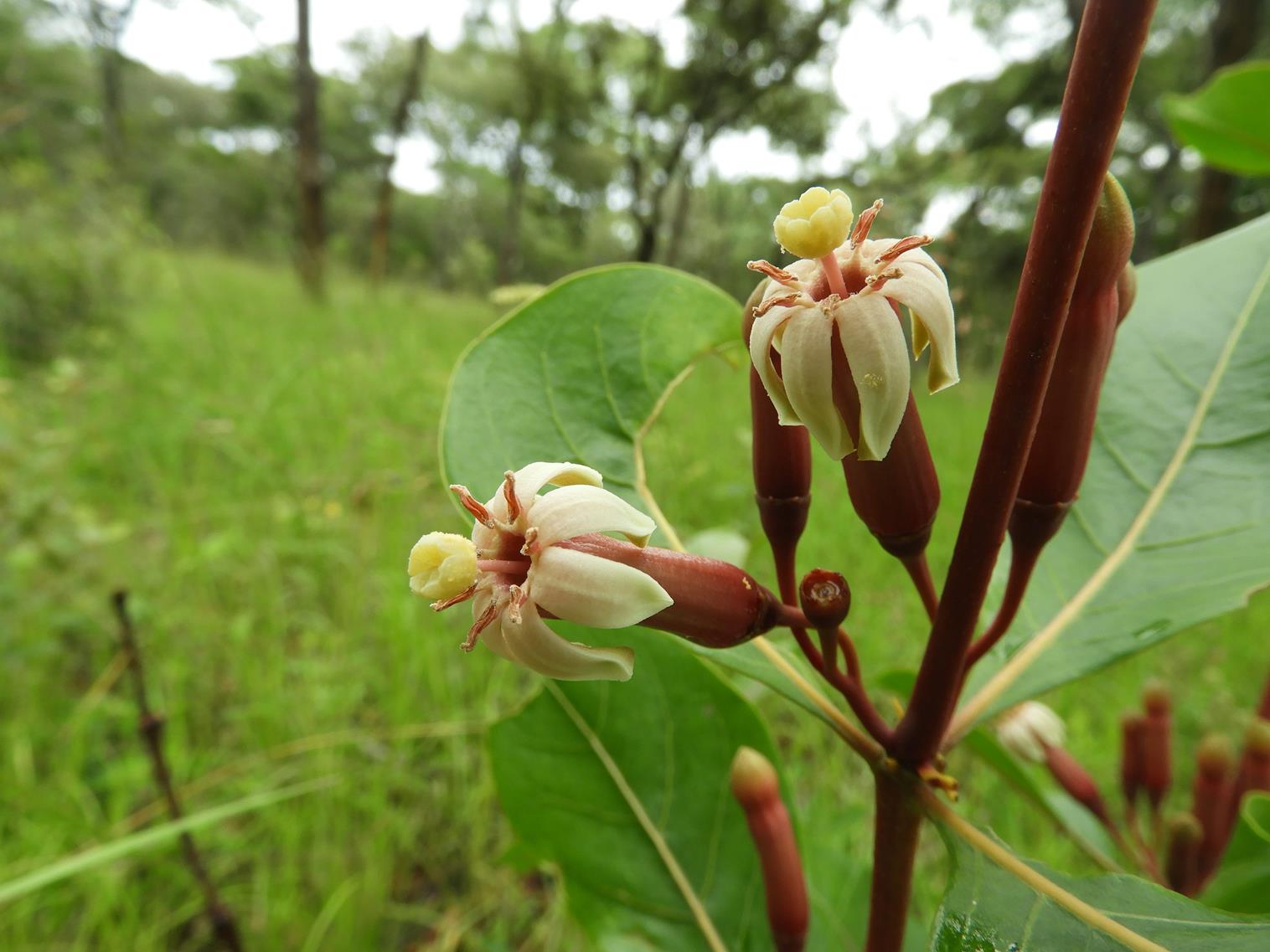 Fadogia fuchsioides Fadogia fuchsioides