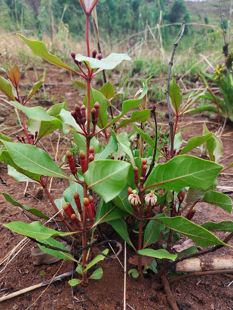 Fadogia fuchsioides Fadogia fuchsioides