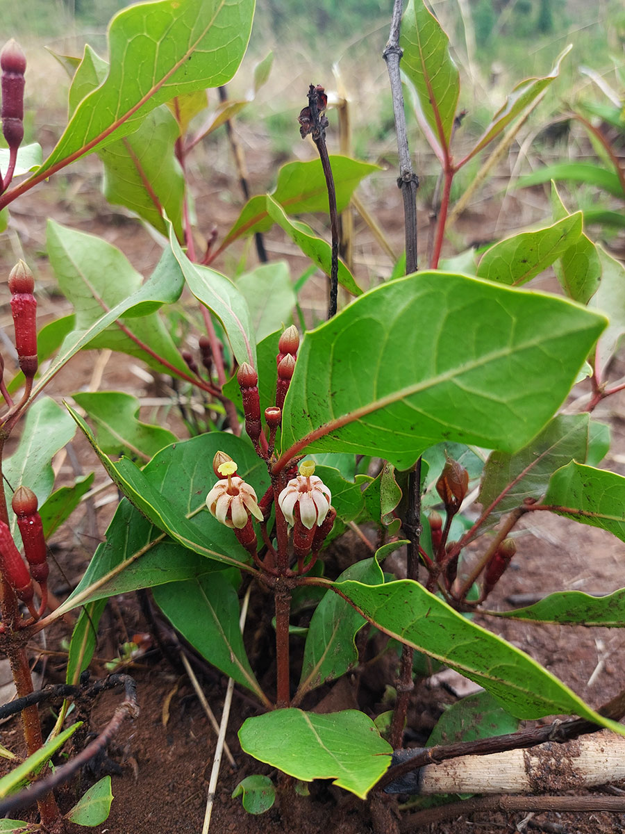 Fadogia fuchsioides Fadogia fuchsioides