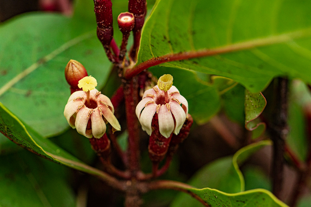 Fadogia fuchsioides Fadogia fuchsioides