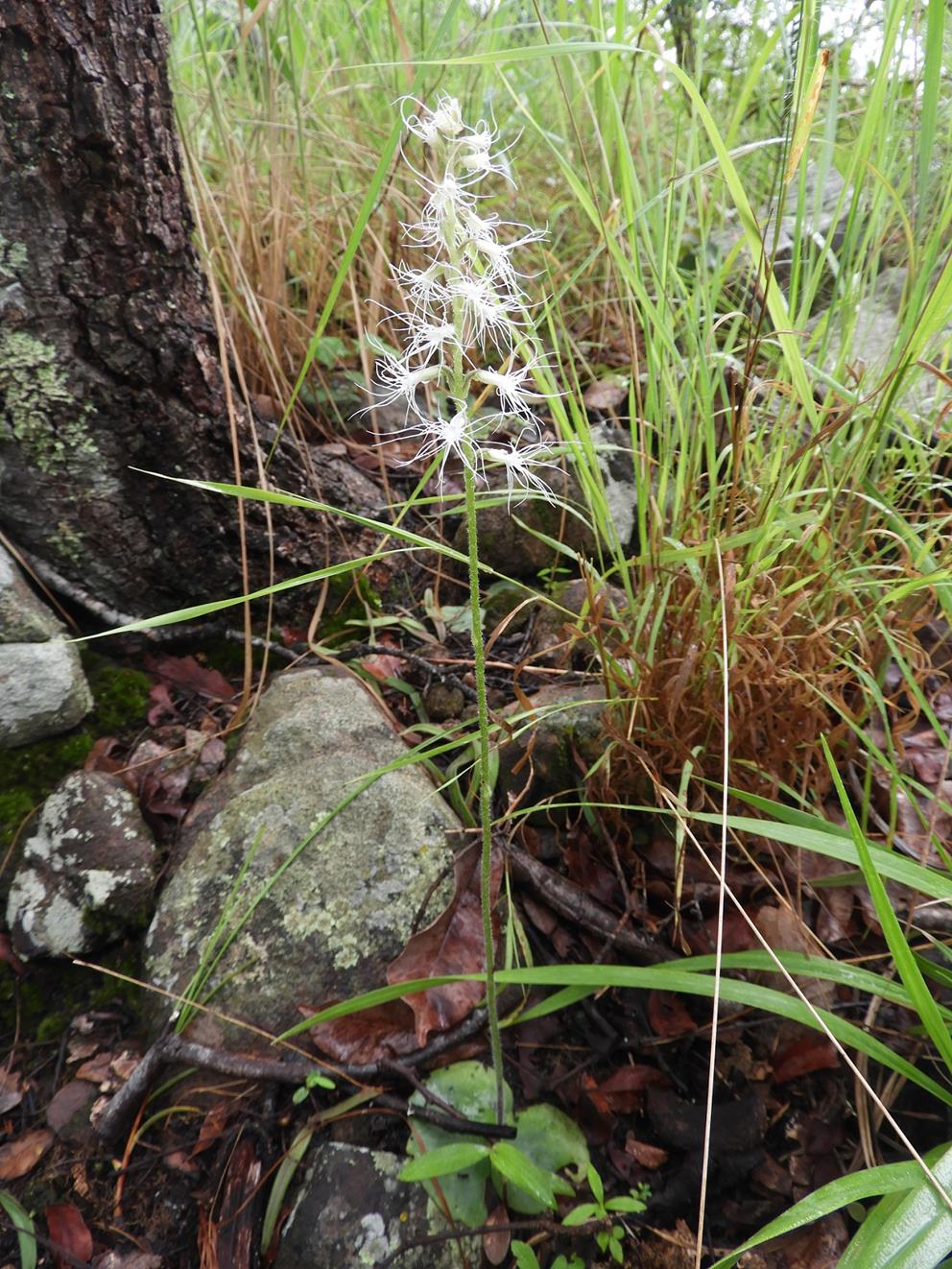Holothrix longiflora
