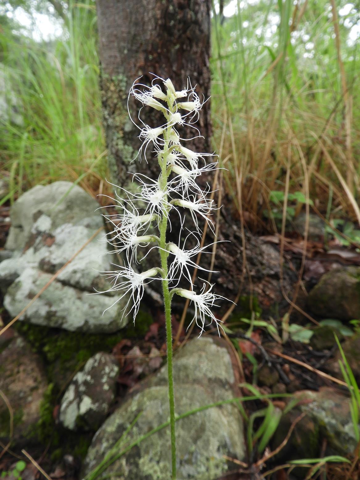 Holothrix longiflora Holothrix longiflora