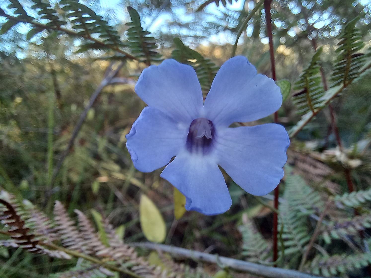 Thunbergia gossweileri Thunbergia gossweileri