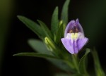 Hygrophila uliginosa