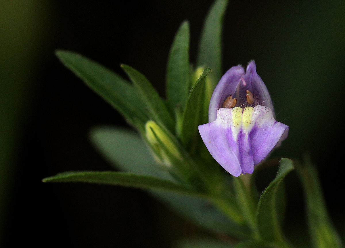 Hygrophila uliginosa