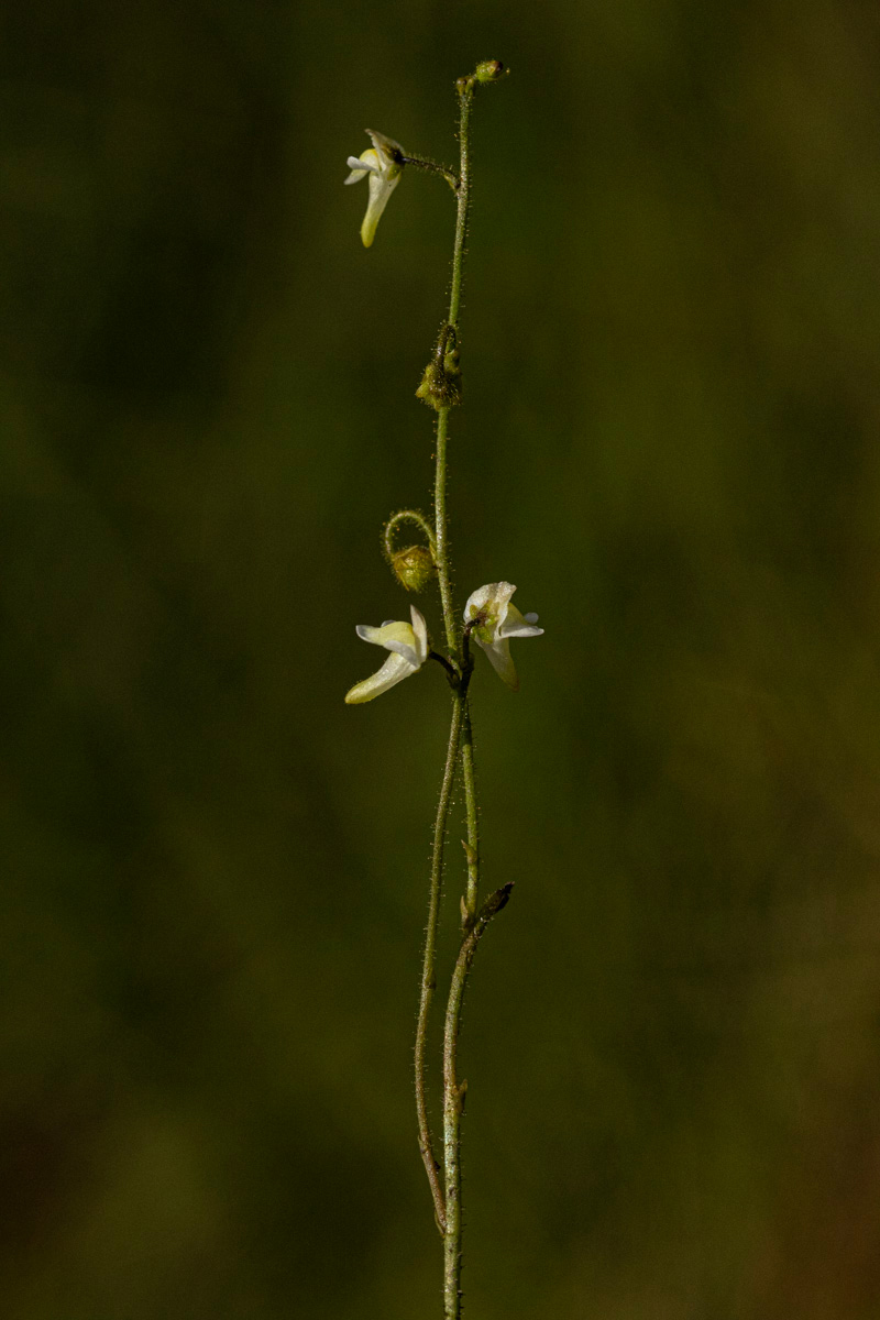 Genlisea pallida Genlisea pallida