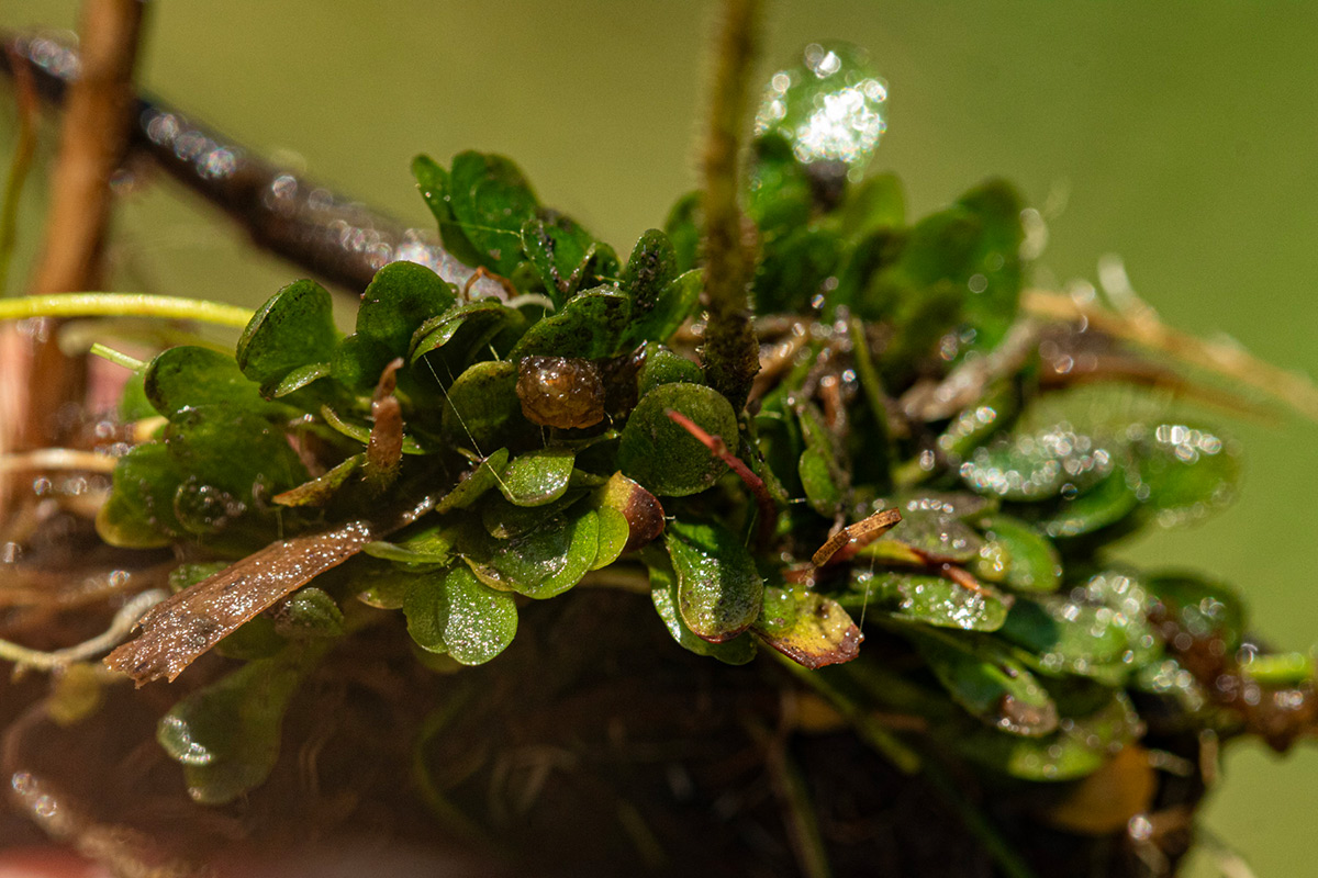 Genlisea pallida Genlisea pallida