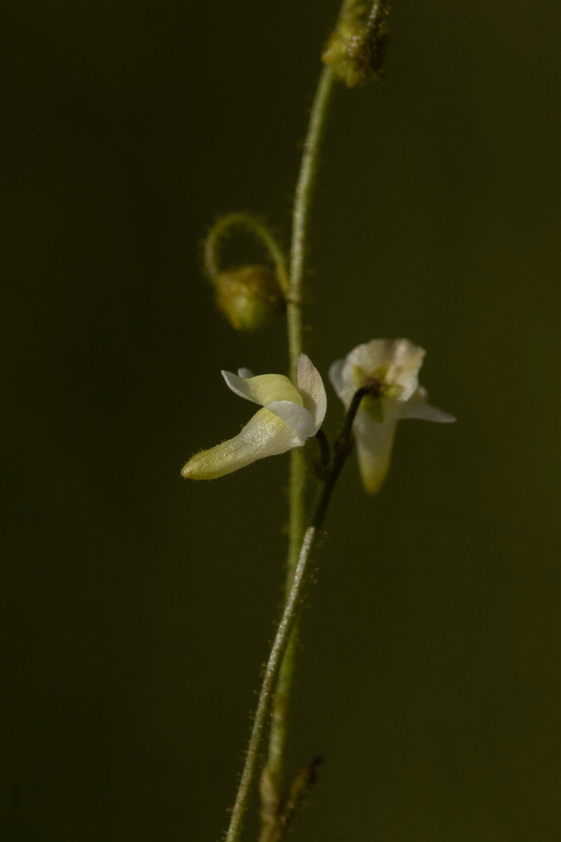Genlisea pallida Genlisea pallida