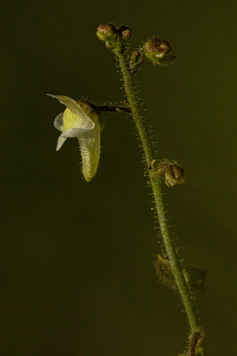Genlisea pallida Genlisea pallida