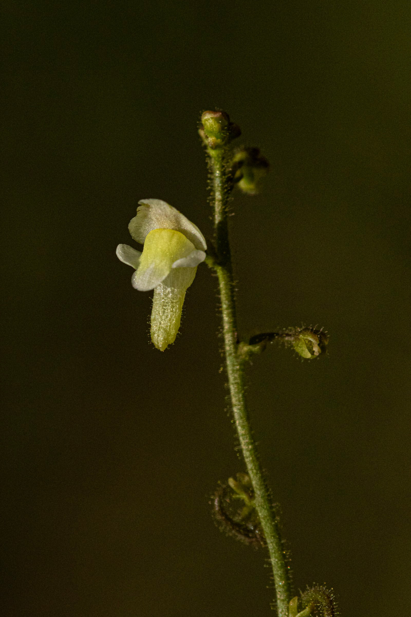 Genlisea pallida Genlisea pallida