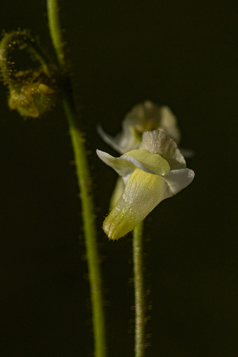 Genlisea pallida Genlisea pallida