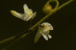 Genlisea pallida