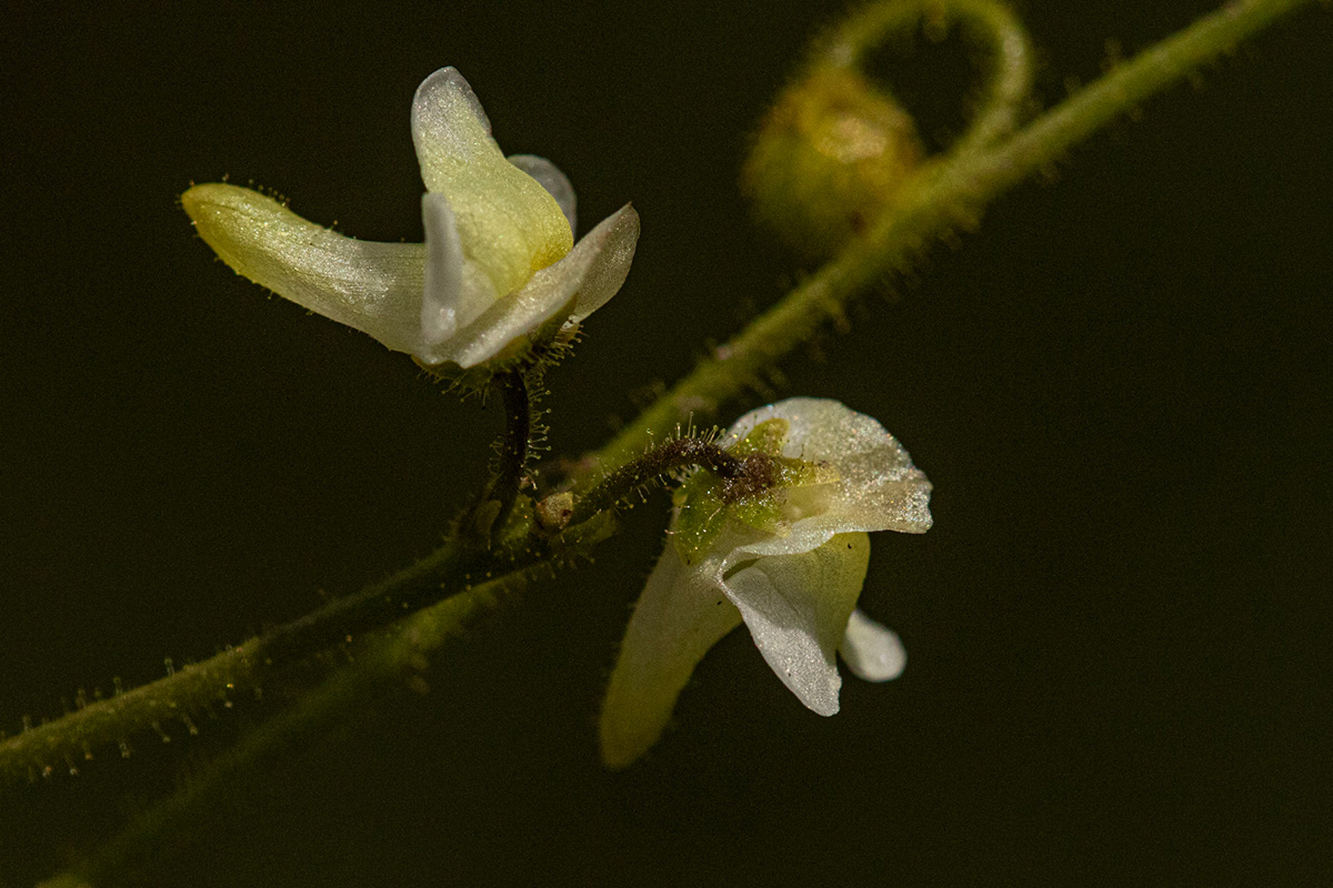 Genlisea pallida Genlisea pallida