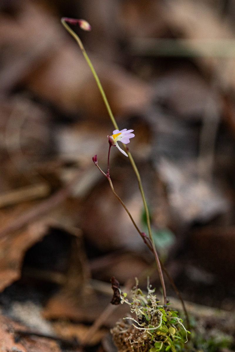 Utricularia striatula Utricularia striatula
