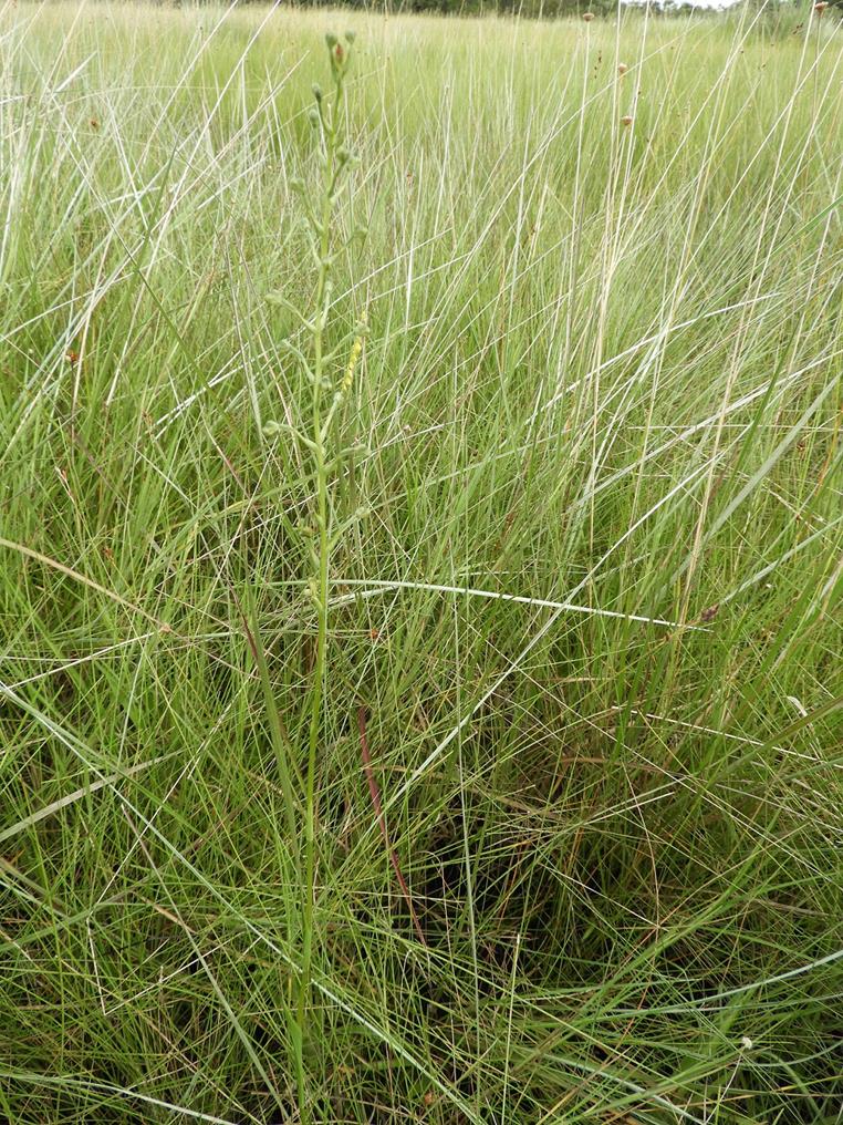 Habenaria cataphysema Habenaria cataphysema