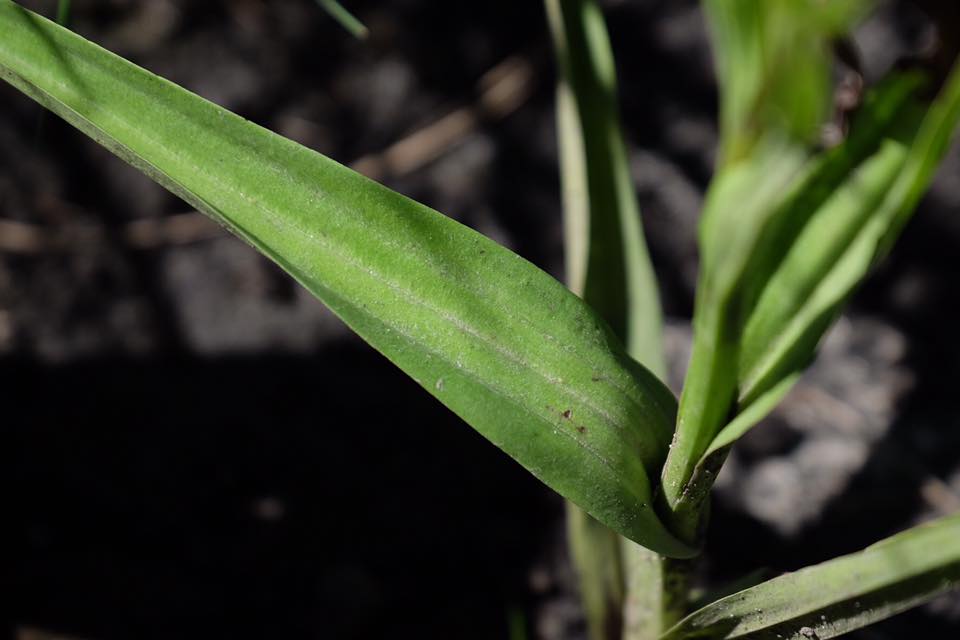 Habenaria kilimanjari Habenaria kilimanjari