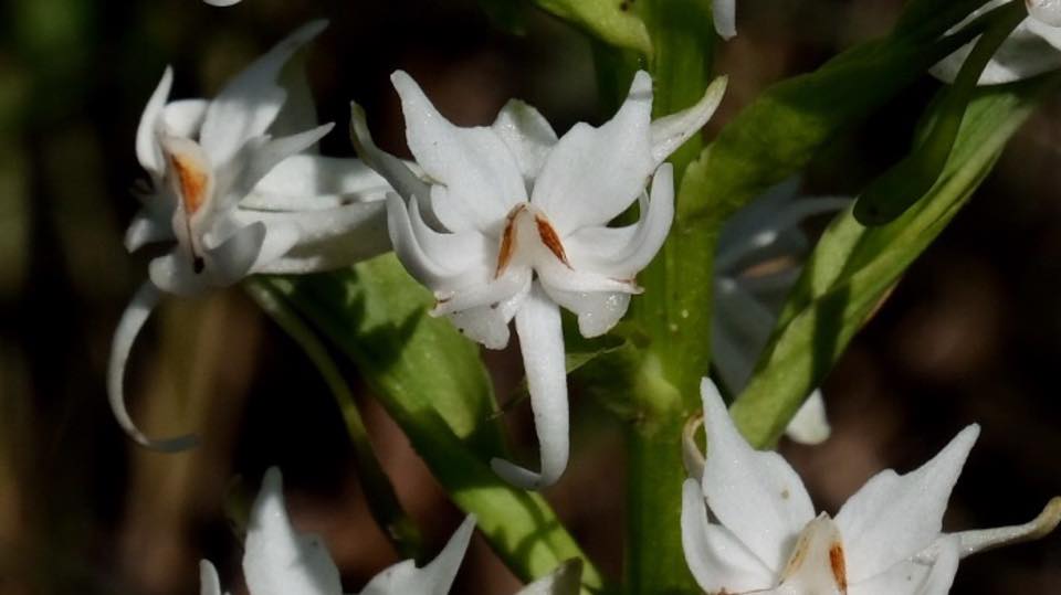 Habenaria kilimanjari Habenaria kilimanjari