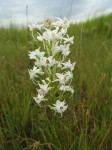 Habenaria kilimanjari