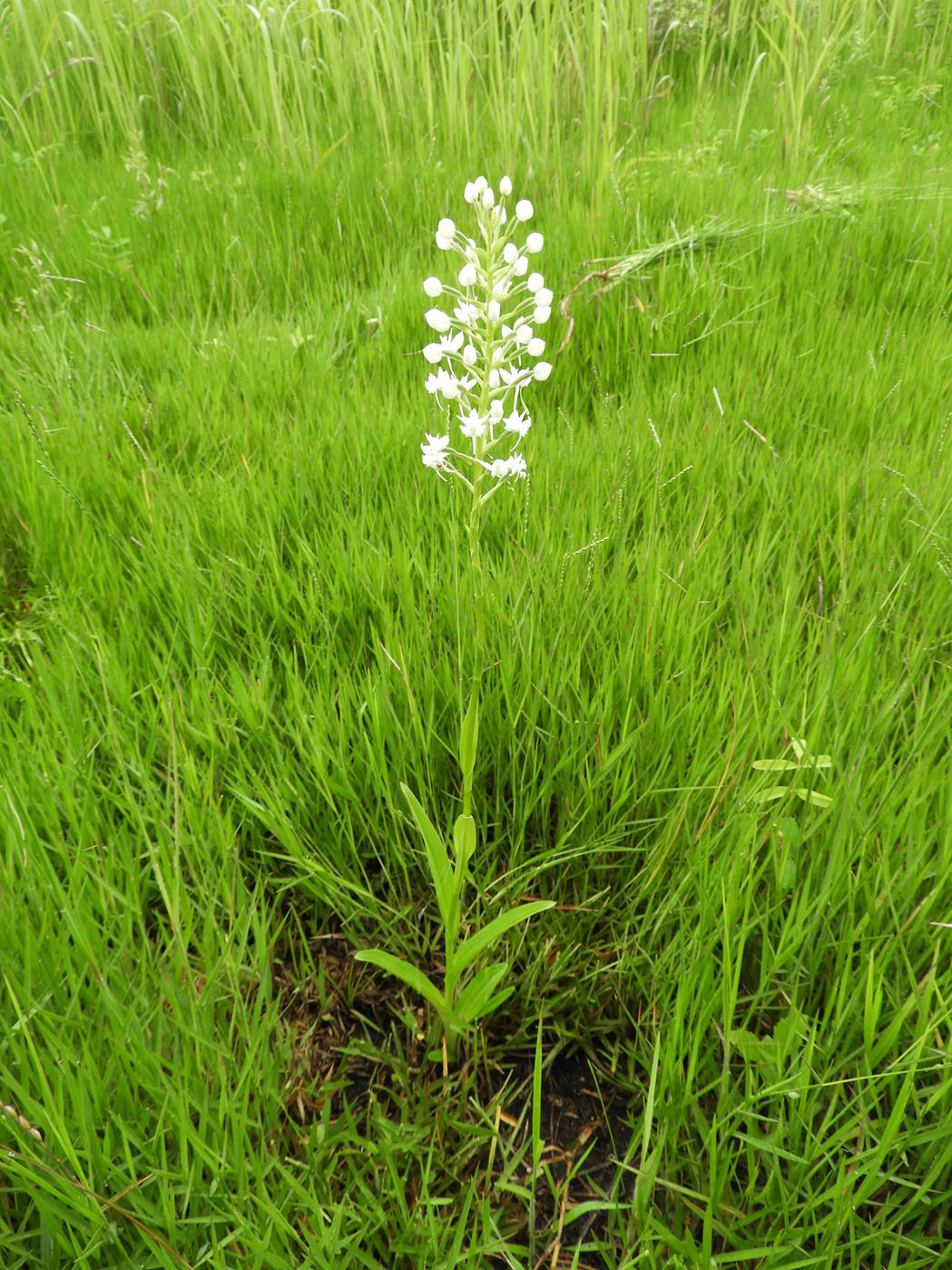 Habenaria kilimanjari Habenaria kilimanjari