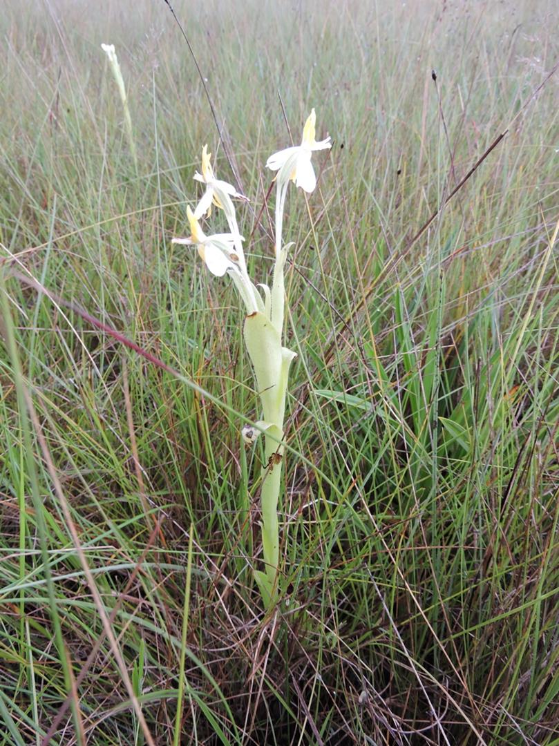 Habenaria macroplectron Habenaria macroplectron