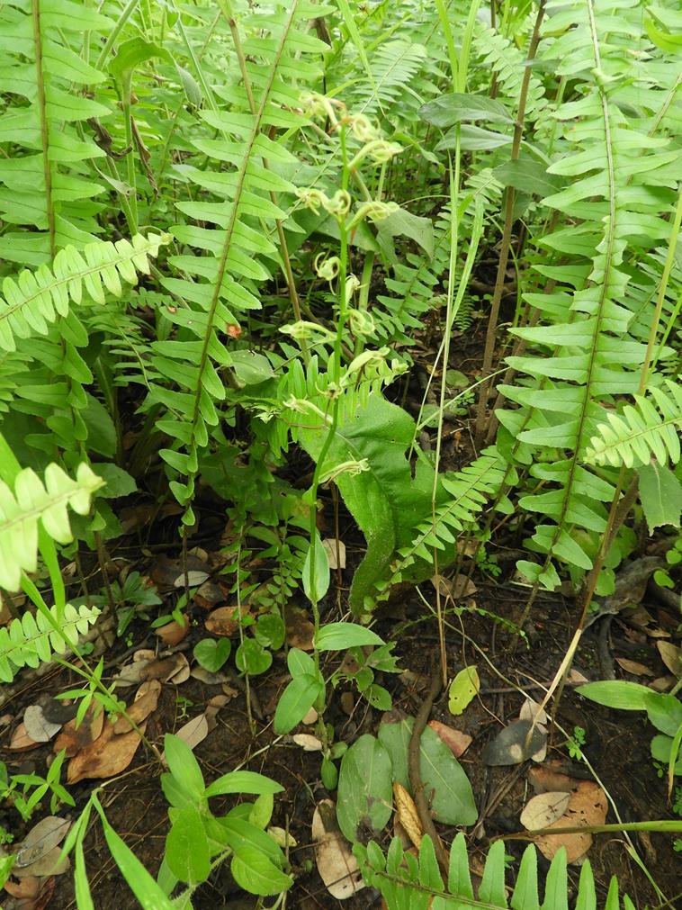 Habenaria supplicans