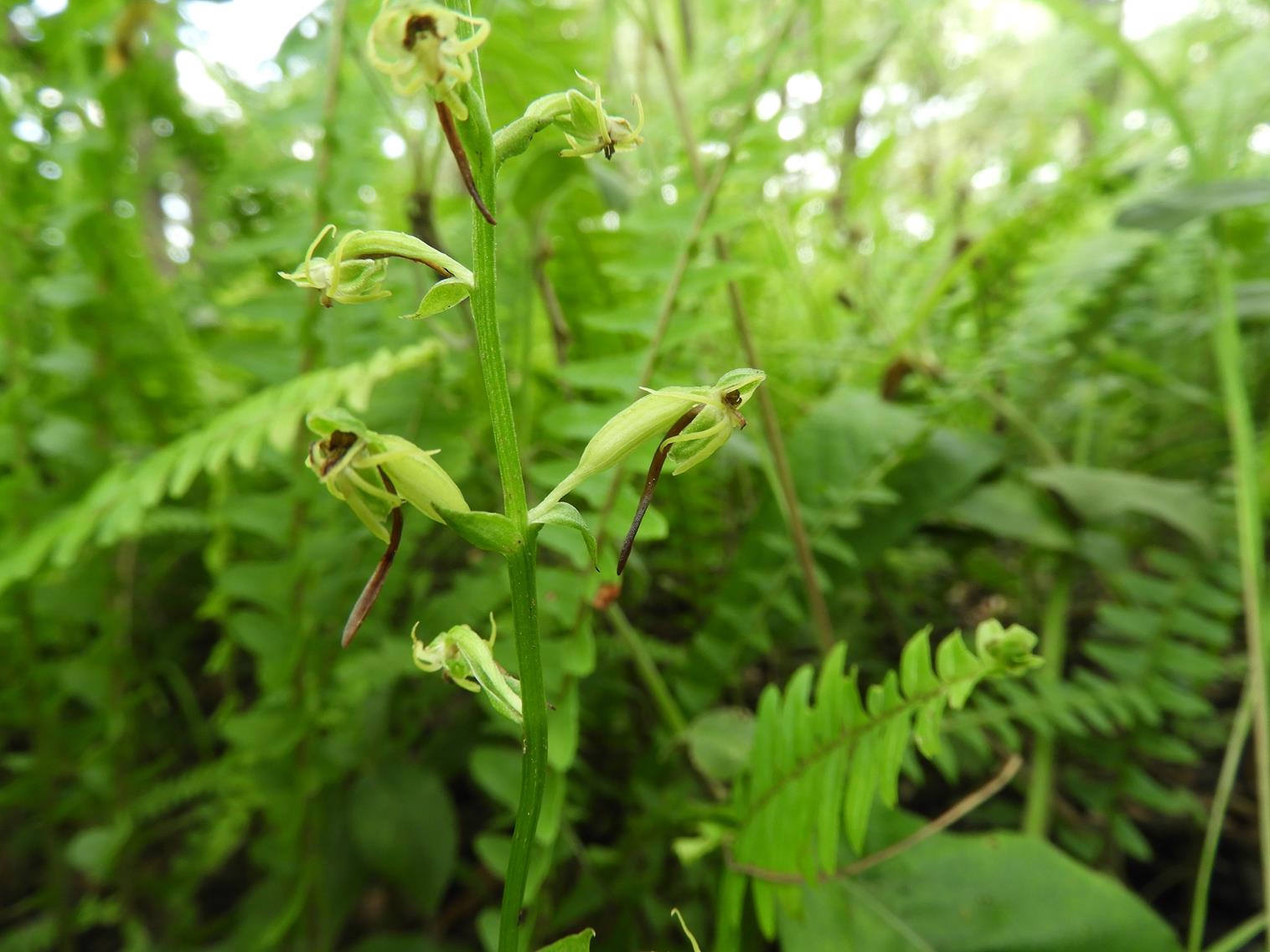 Habenaria supplicans Habenaria supplicans