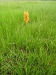 Platycoryne guingangae