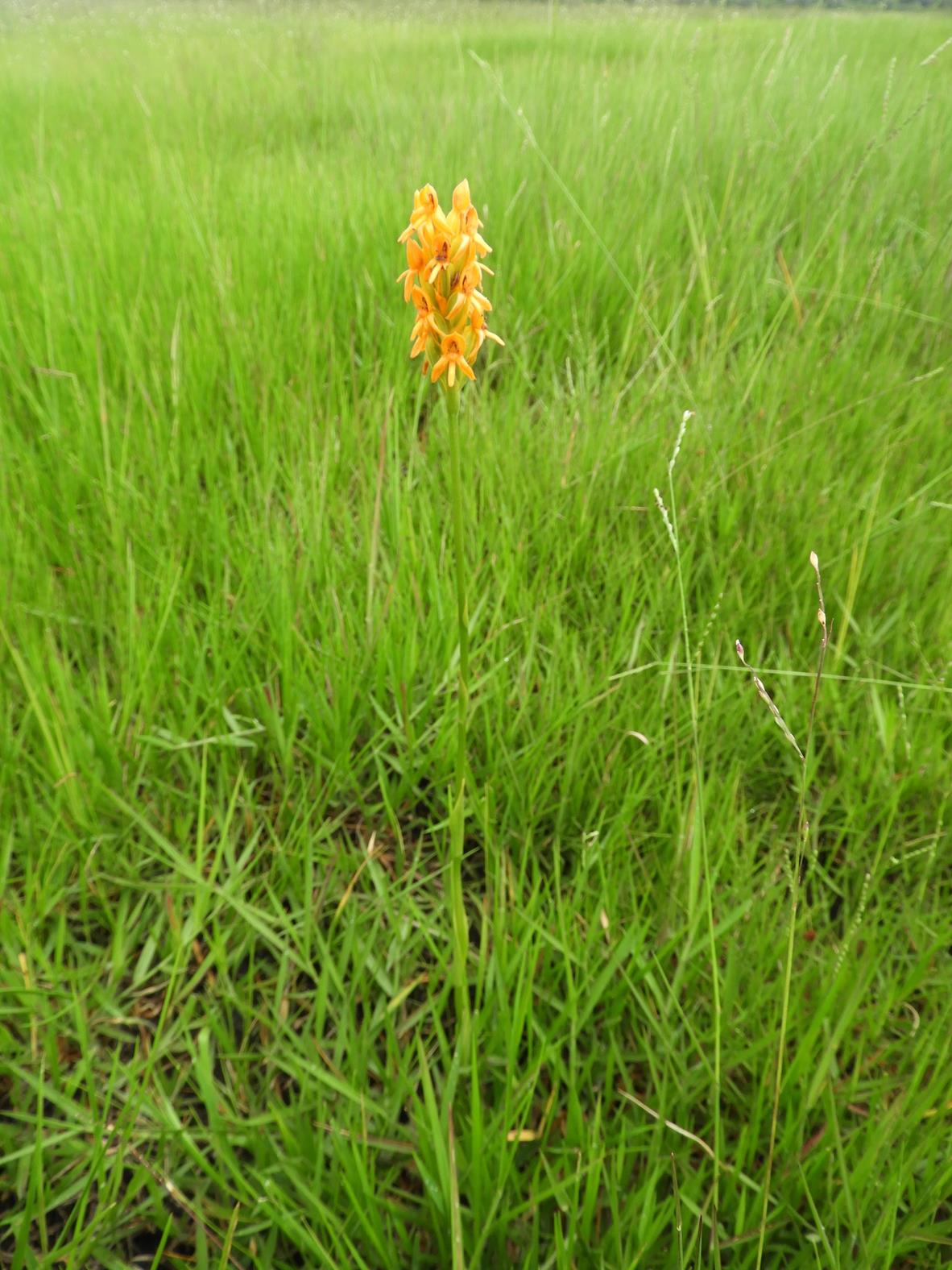 Platycoryne guingangae Platycoryne guingangae