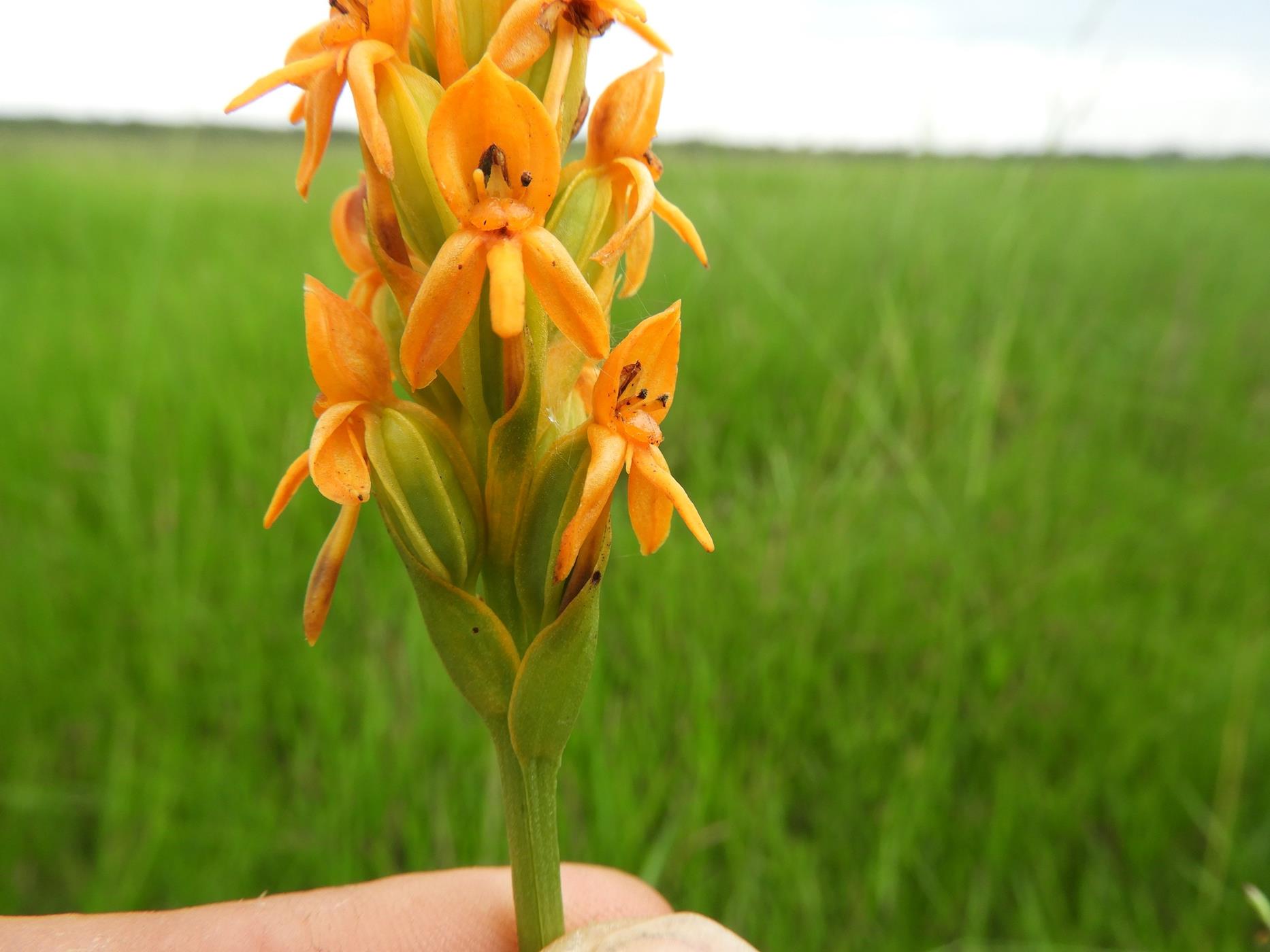 Platycoryne guingangae Platycoryne guingangae