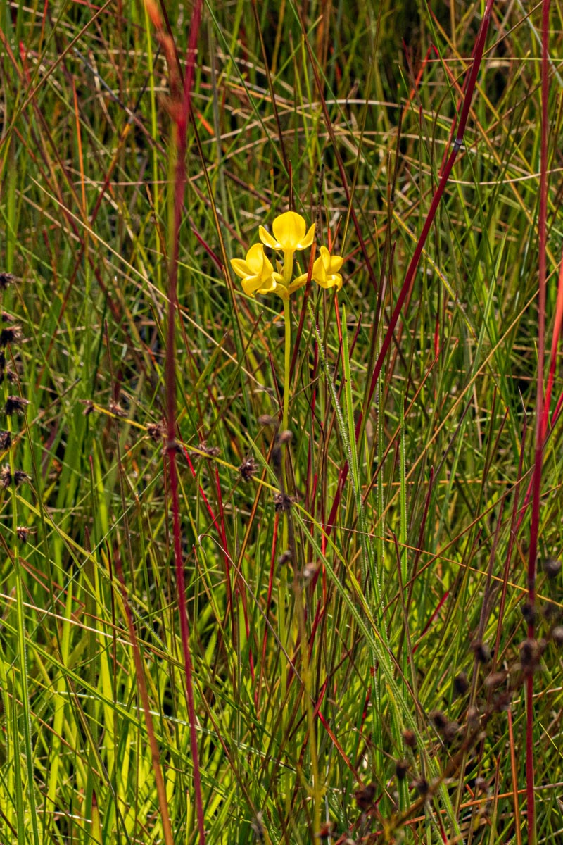 Platycoryne latipetala var. latipetala Platycoryne latipetala var. latipetala