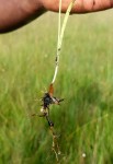 Platycoryne latipetala var. latipetala