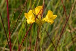 Platycoryne latipetala var. latipetala