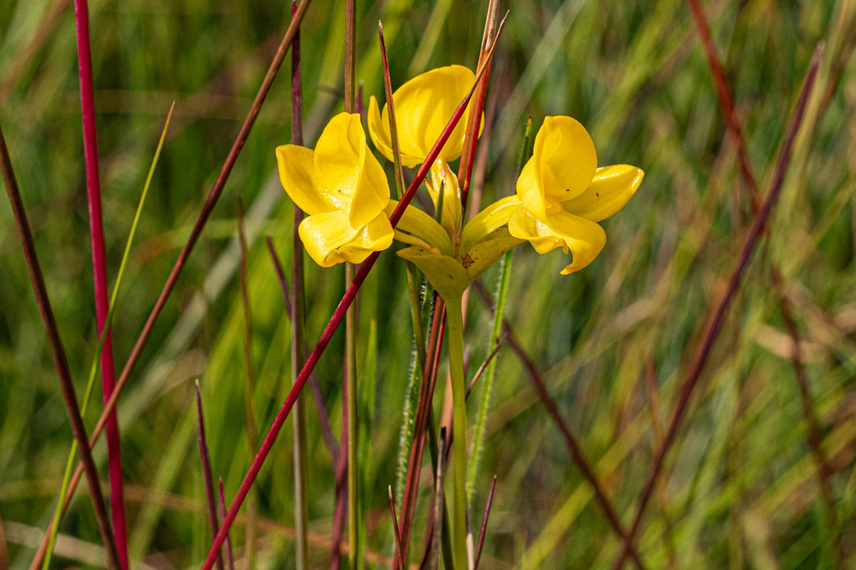 Platycoryne latipetala var. latipetala