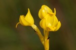 Platycoryne latipetala var. latipetala