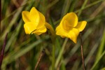 Platycoryne latipetala var. latipetala