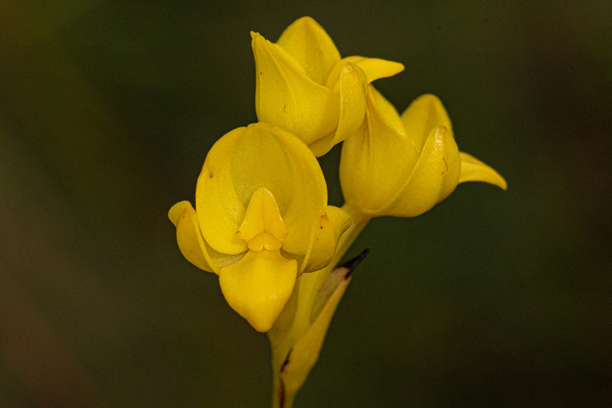 Platycoryne latipetala var. latipetala