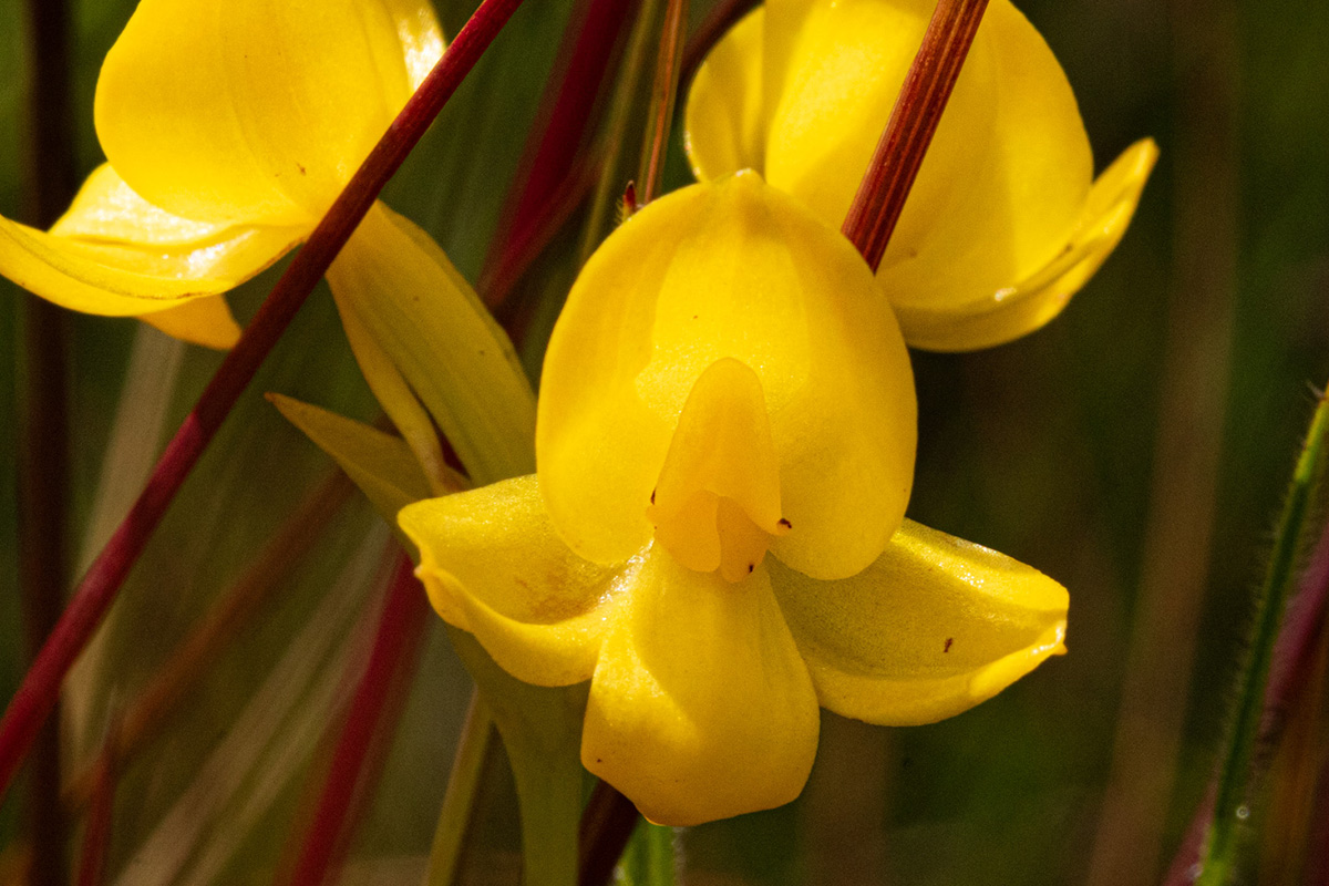 Platycoryne latipetala var. latipetala