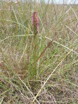 Disa aequiloba
