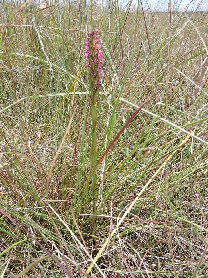 Disa aequiloba