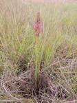 Disa aequiloba