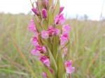 Disa aequiloba