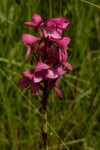 Disa afra