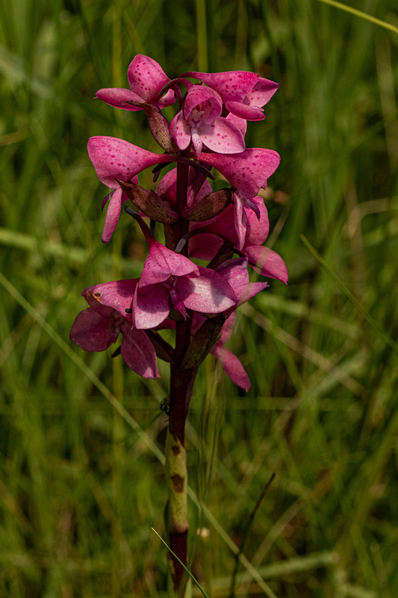 Disa afra